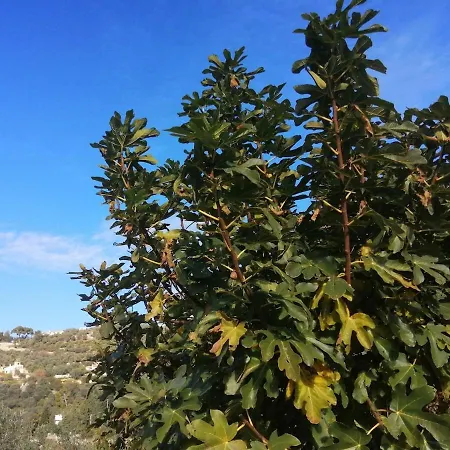 Lazzarini Rosella *