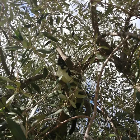 Lazzarini Rosella *
