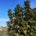 Lazzarini Rosella *