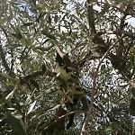 Lazzarini Rosella *