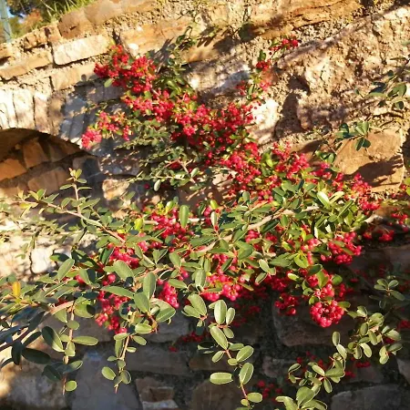 Lazzarini Rosella * Imperia