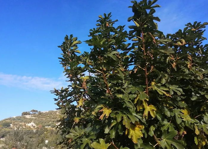 Lazzarini Rosella *