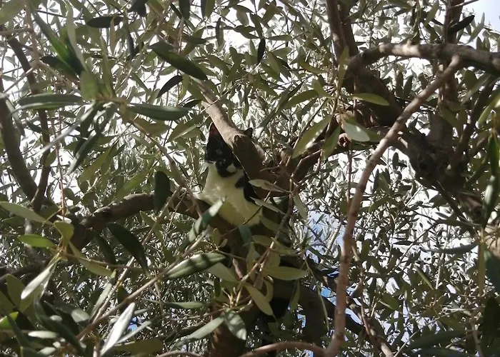 Lazzarini Rosella *