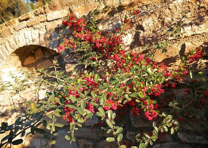 Lazzarini Rosella * 임페리아